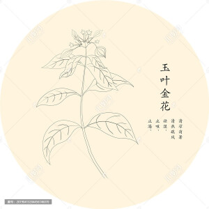 《手绘中草药》手绘玉叶金花白描线稿