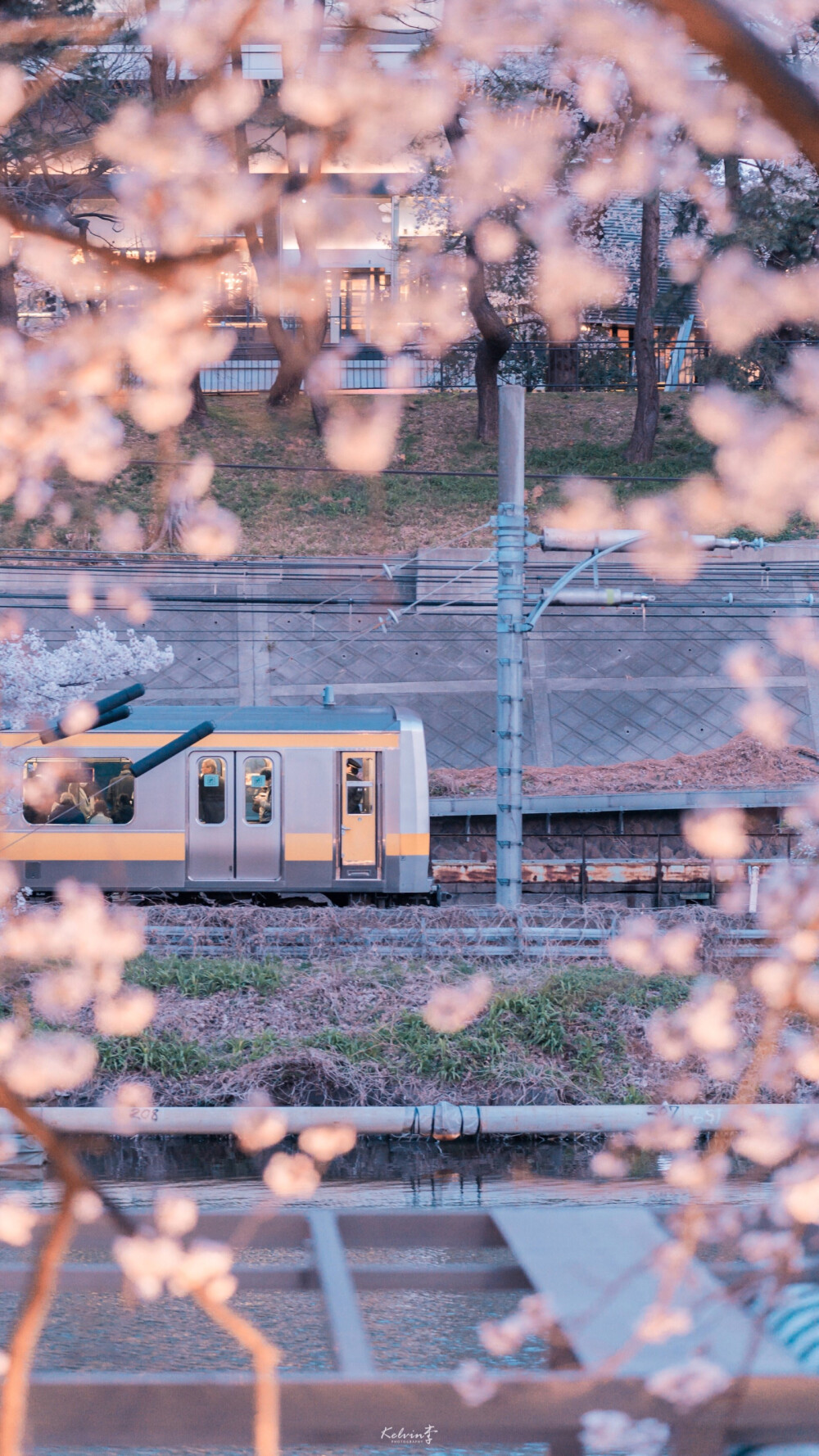 樱花壁纸