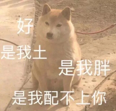 沙雕表情包