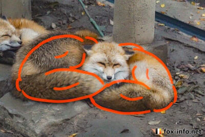 日本藏王村的“肌肉狐”合体过程以及被玩坏狐狐