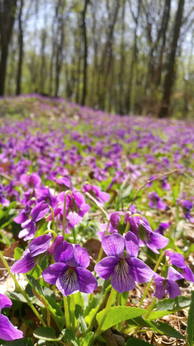 紫花地丁