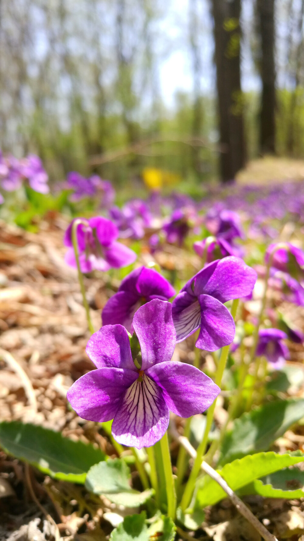 紫花地丁