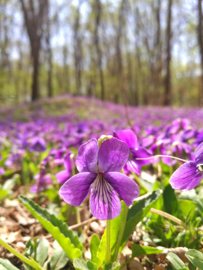 紫花地丁