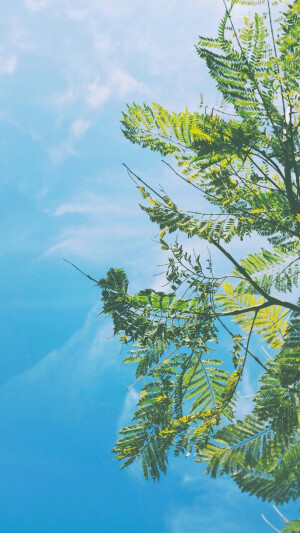 夏日壁纸