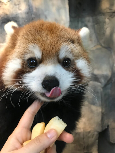 可爱呀