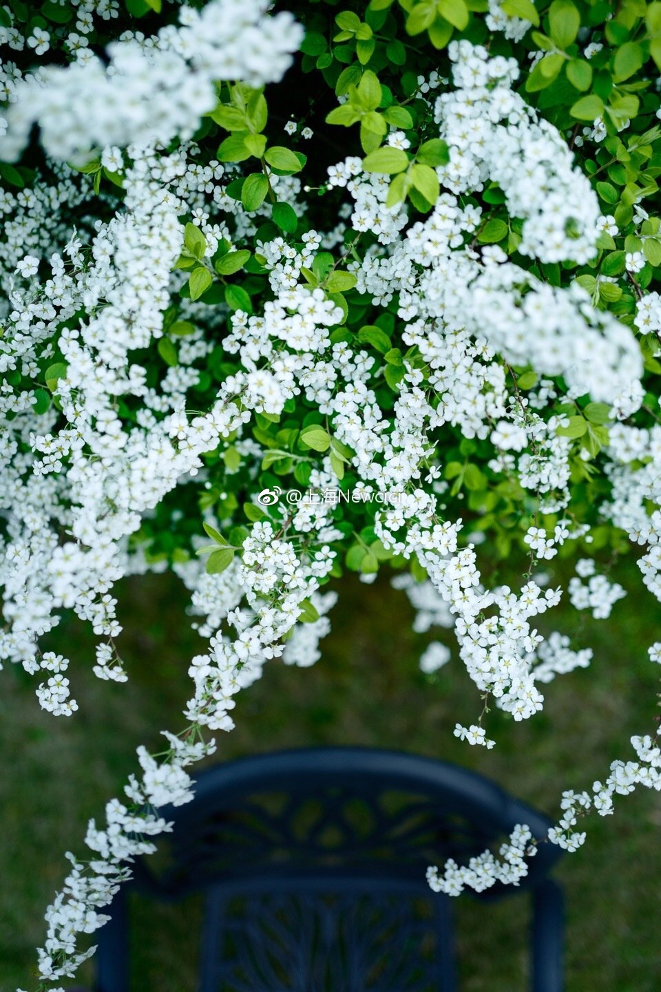 喷雪花