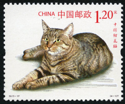 猫-中国狸花猫