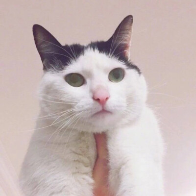 猫咪情头