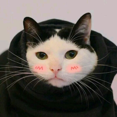 猫咪情头