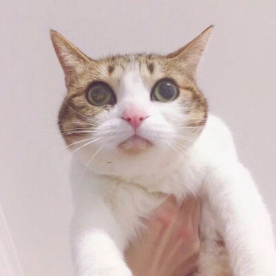 猫咪情头