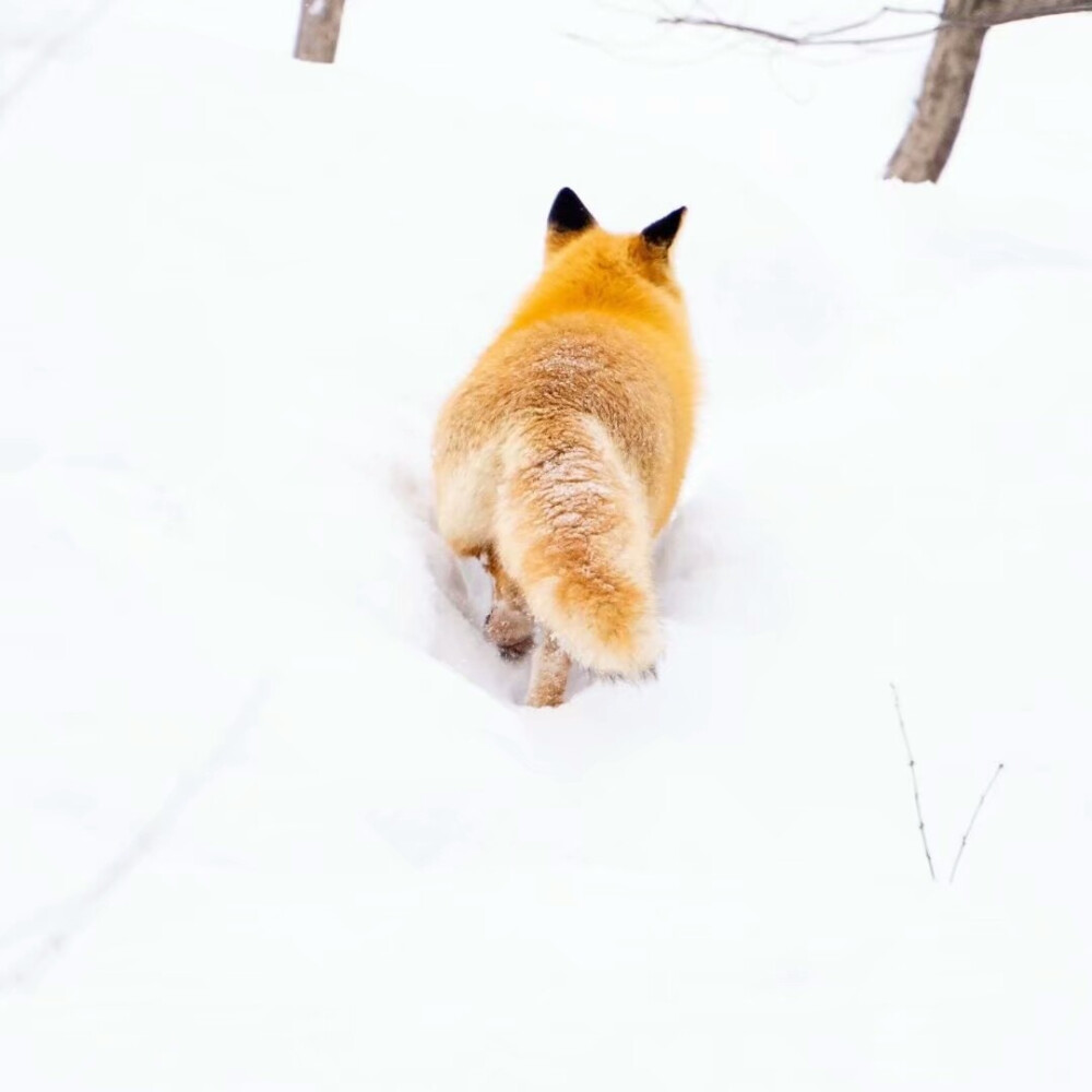 狐狸