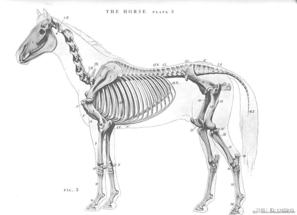 骨骨骼骨架马