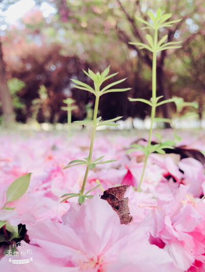 花开花落，人潮悉悉
春依旧，年不复
2019/3.25