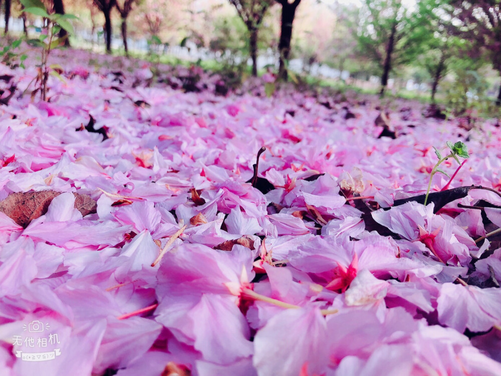 花开花落，人潮悉悉
春依旧，年不复
2019/3.25