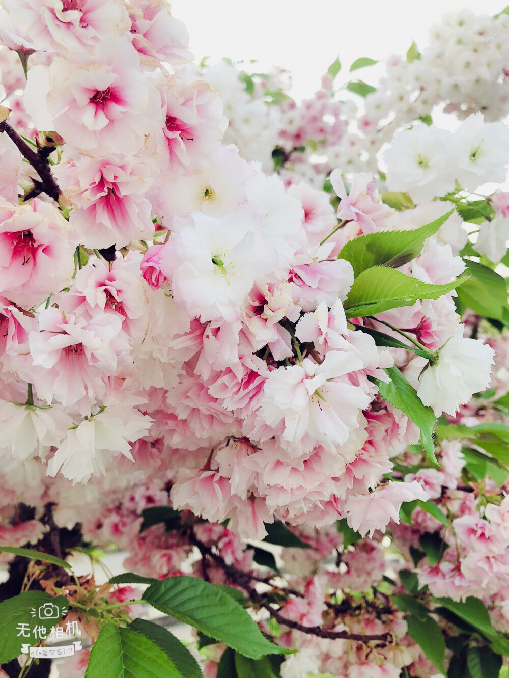 花开花落，人潮悉悉
春依旧，年不复
2019/3.25