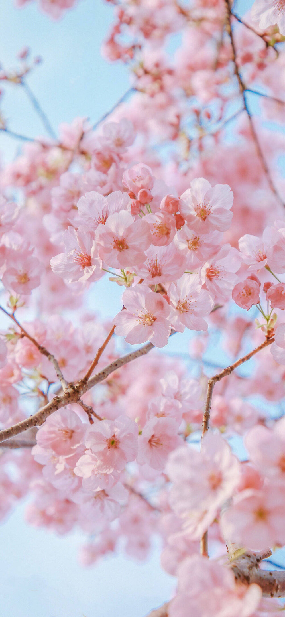 桃花壁纸