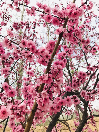 果宸艺术，桃花，梅花，蜜蜂，春天，玉铃兰