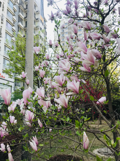 果宸艺术，桃花，梅花，蜜蜂，春天，玉铃兰