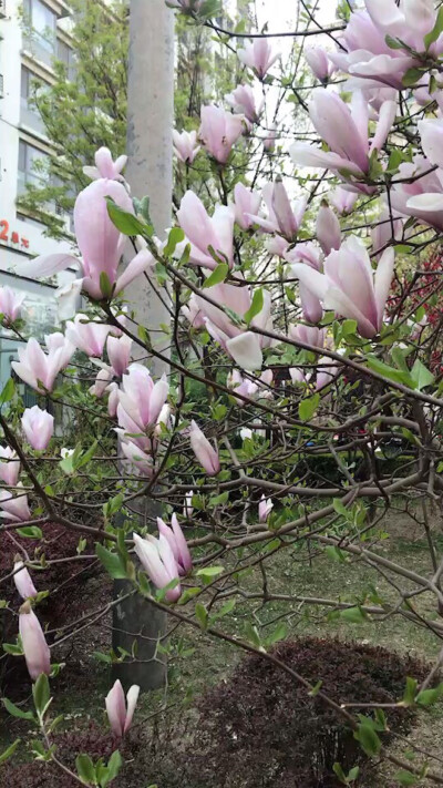 果宸艺术，桃花，梅花，蜜蜂，春天，玉铃兰