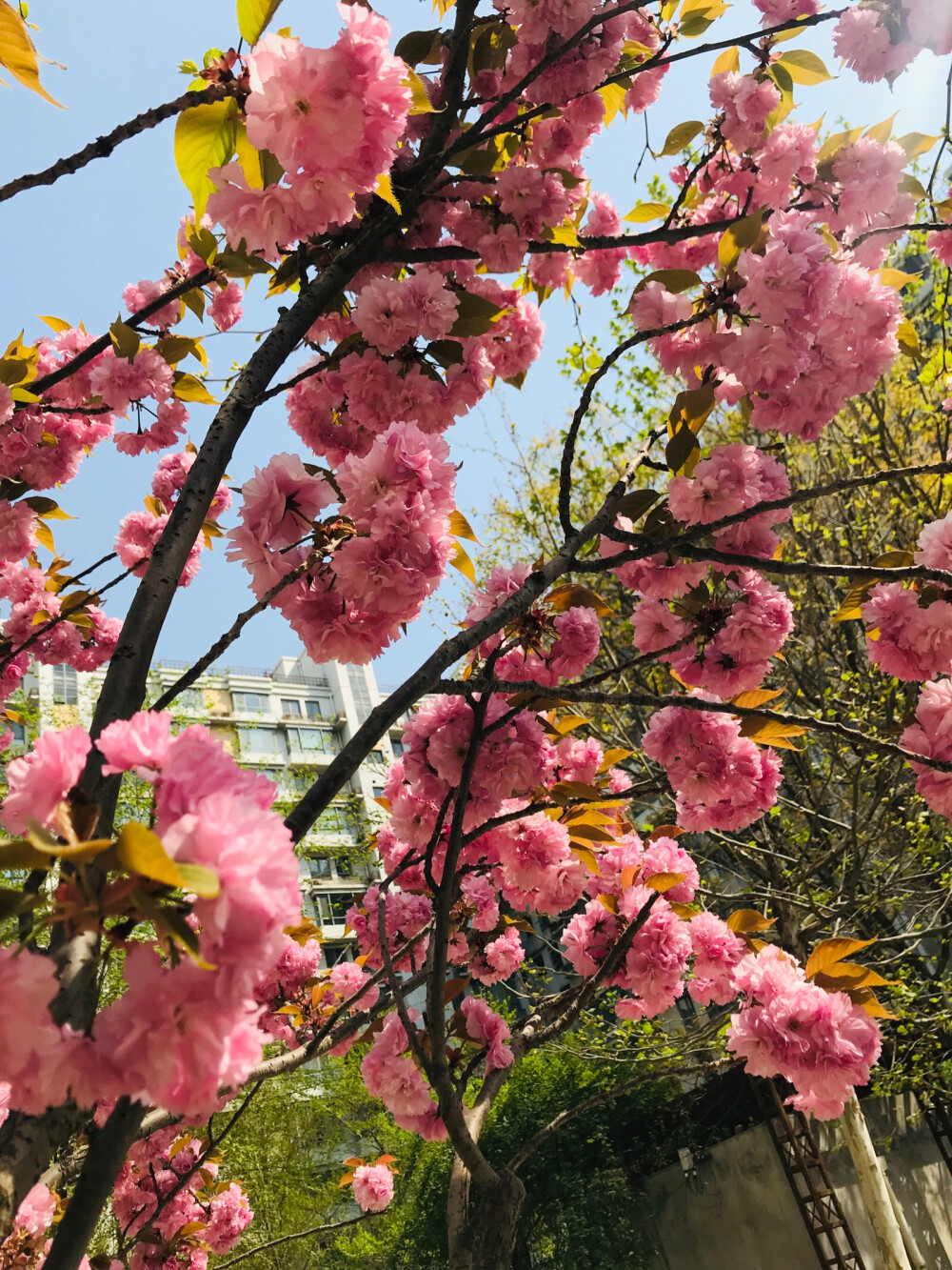 果宸艺术，桃花，梅花，蜜蜂，春天，玉铃兰