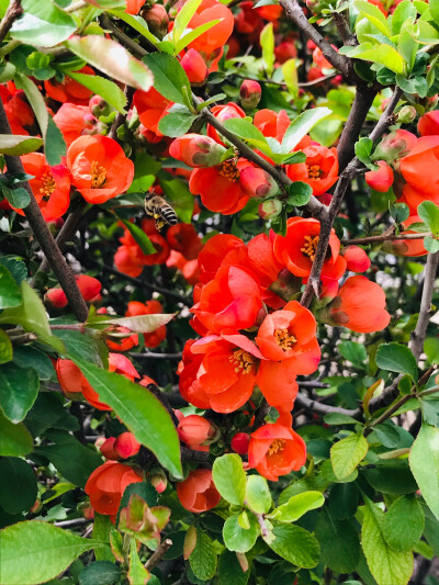 果宸艺术，桃花，梅花，蜜蜂，春天，玉铃兰