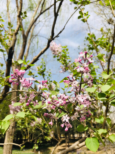 果宸艺术，桃花，梅花，蜜蜂，春天，玉铃兰