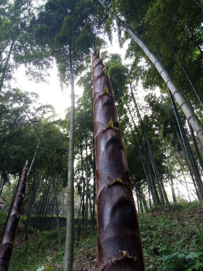 浙江莫干山风景，有干将莫邪的故事，有武陵源