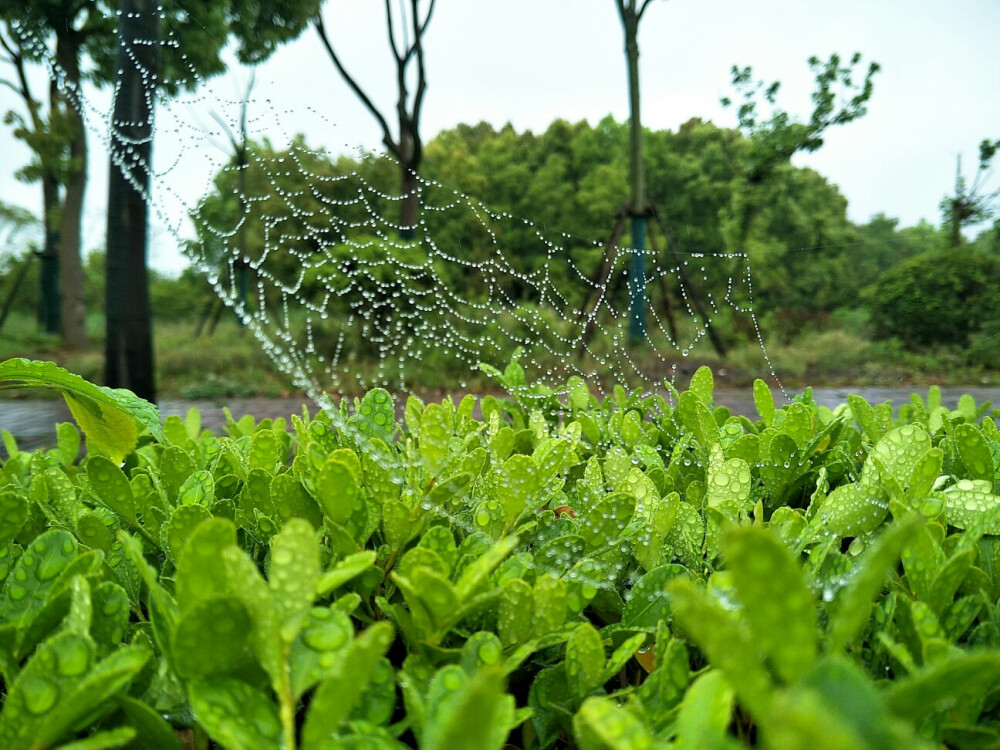 雨后，交大蔷薇园