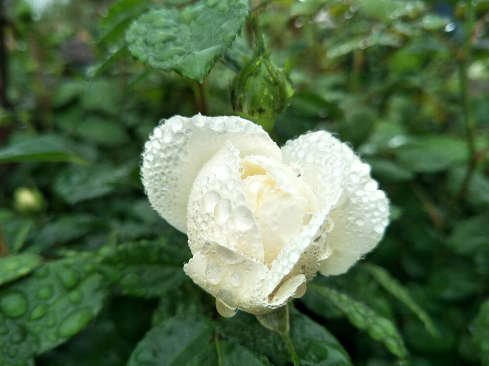 雨后，交大蔷薇园