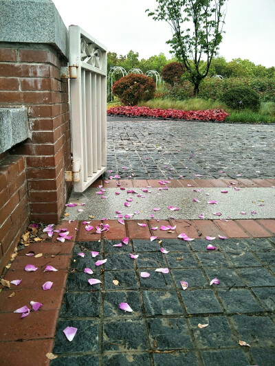 雨后，交大蔷薇园