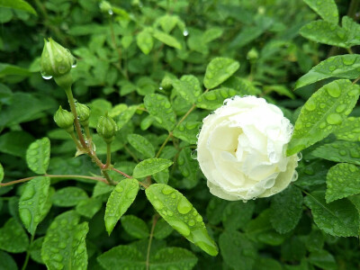 雨后，交大蔷薇园