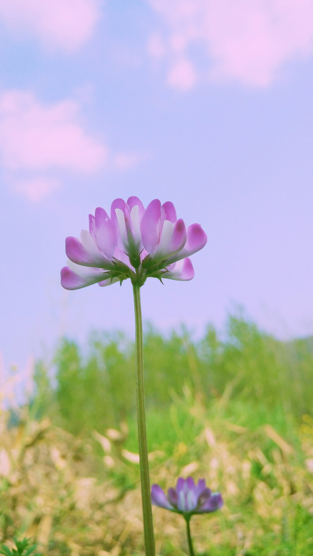 花枝春野―手机摄影