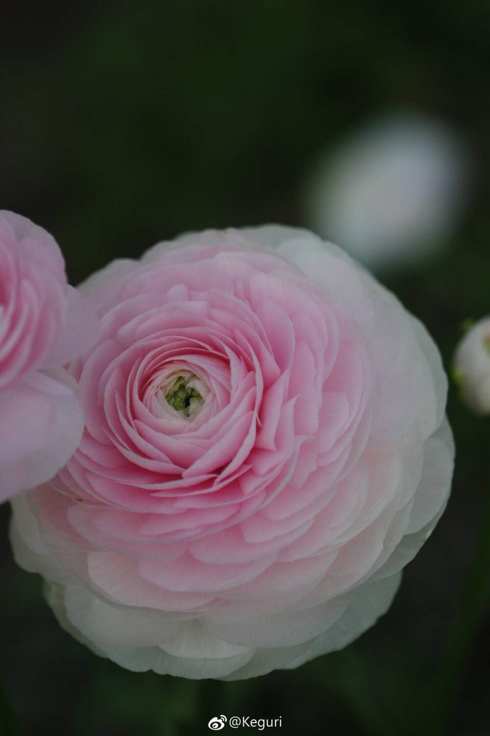 花毛茛