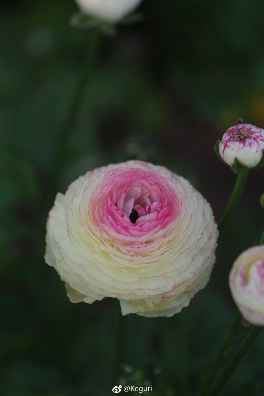 花毛茛