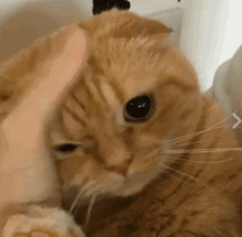 可爱猫咪GIF表情包