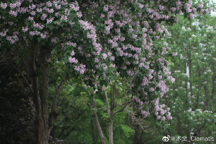 植物之美，楸