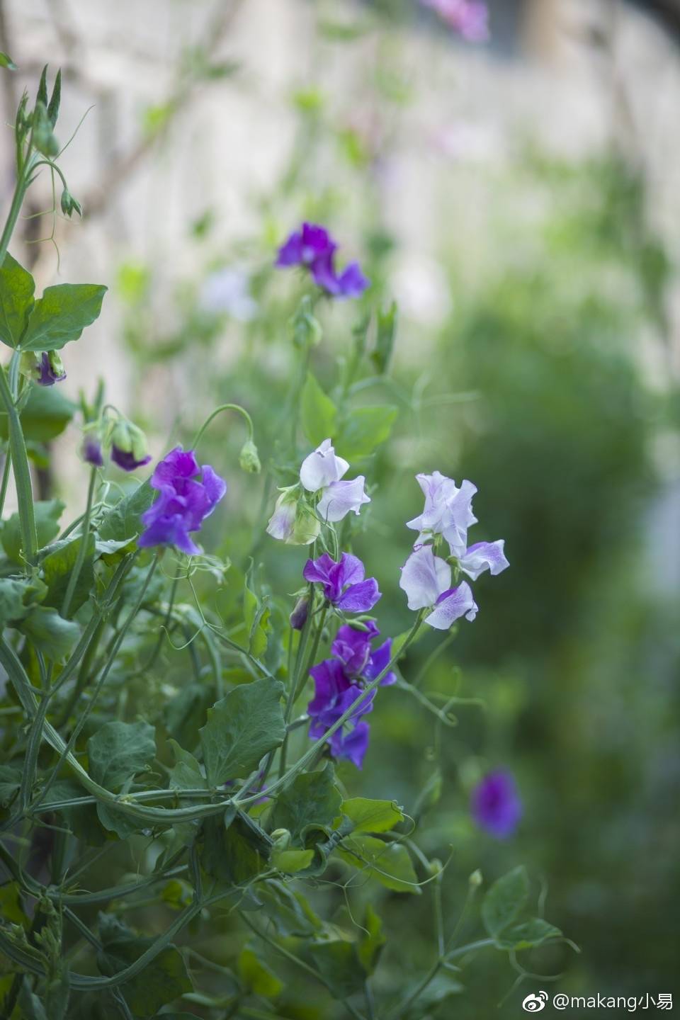 香豌豆花