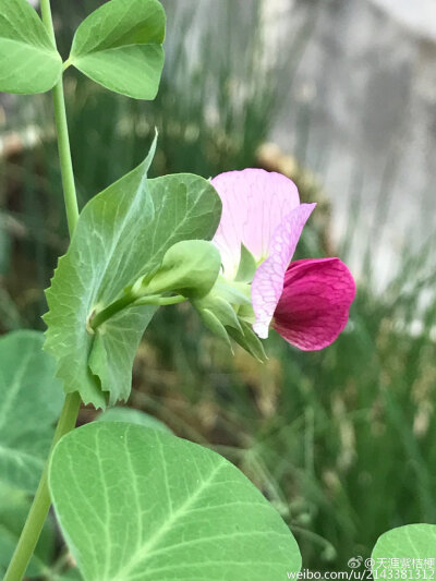 香豌豆花