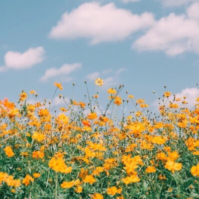 花丛