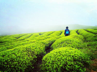 绿色 茶山 生活