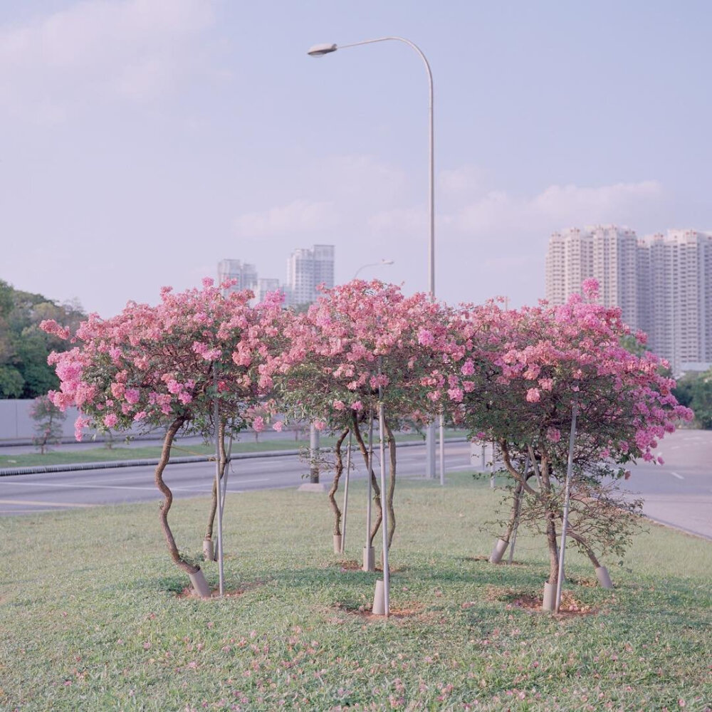 背景 二传著名秋居
图源网易云:可能是条淡水鱼