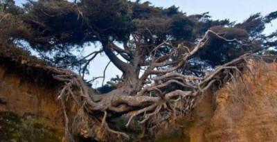 美国的一棵树生长在两座山中间，不光没有土壤，更没有营养液，却已经活了三百多年，可以说是世界上最坚强的树了。