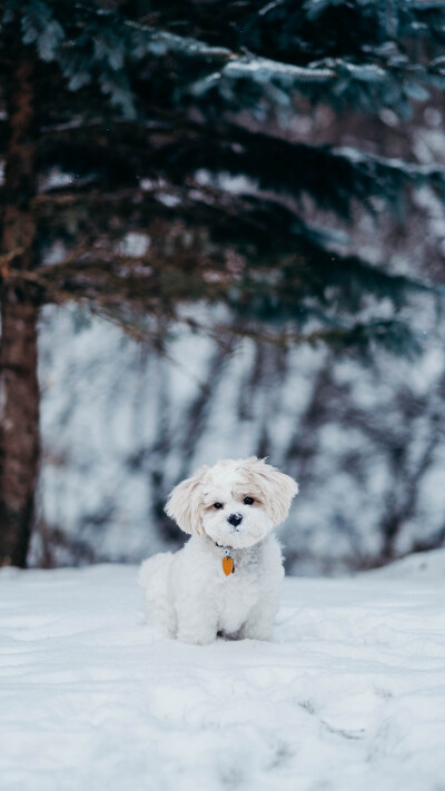 奶呼呼的小 puppy