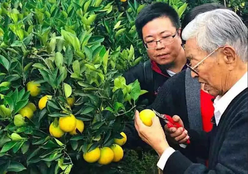 ——老骥伏枥，褚橙新传奇
橙园千千树
果挂万万枝
勤人通天象
神敏感地时
心承清风韵
情绽天寿词
草舍锄三把
