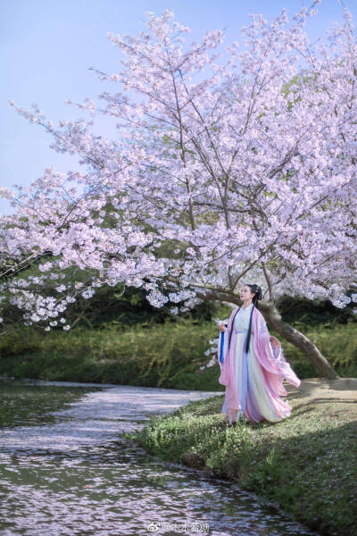 “好想和你一起去看一场樱花雨”
摄影：@木木若糖
出镜：@如约而至-lan
妆造：@一朵胡萝卜丶vhv
#汉服摄影##上海约拍# ​