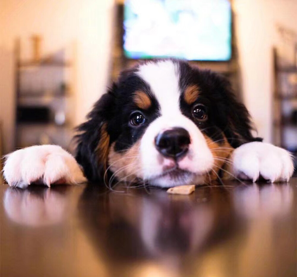 伯恩山犬在国内比较少见，在国外却是出了名的大暖汪！辣么稳重可靠的它们，小时候长得却超级呆萌，怎么看怎么像毛绒玩具❤️