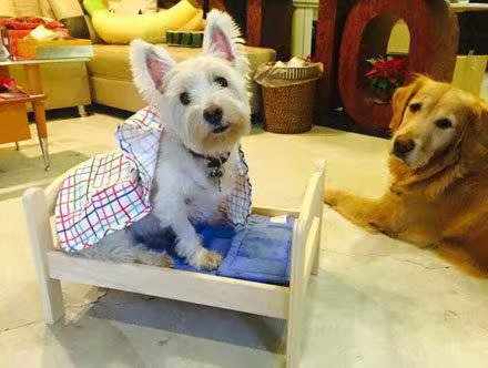网友给家里的小狗买了一个床，没想到金毛也很喜欢，然而它一坐上去就...
