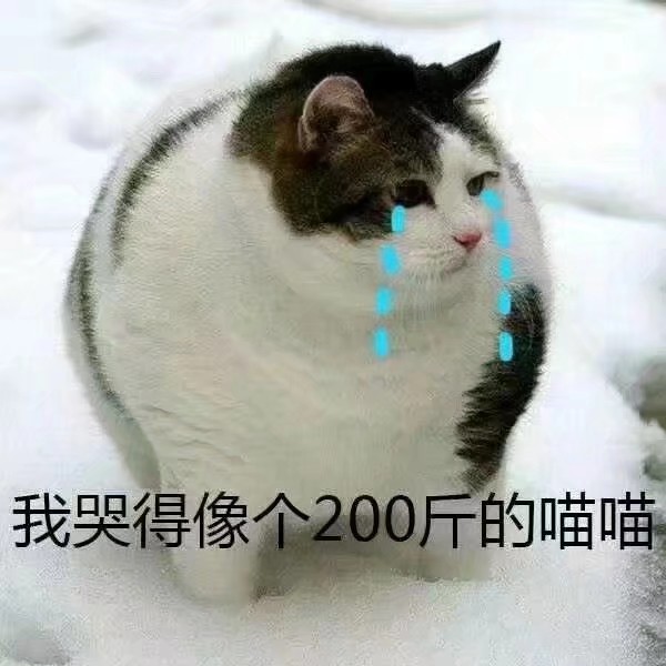 宠猫