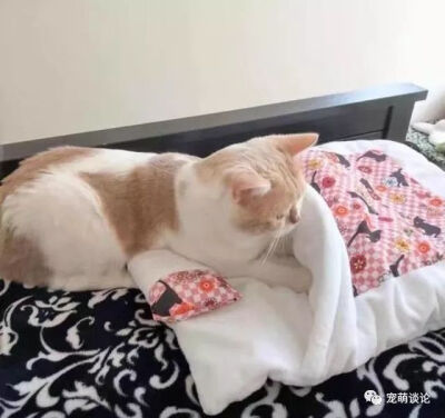 可爱呀，小猫猫