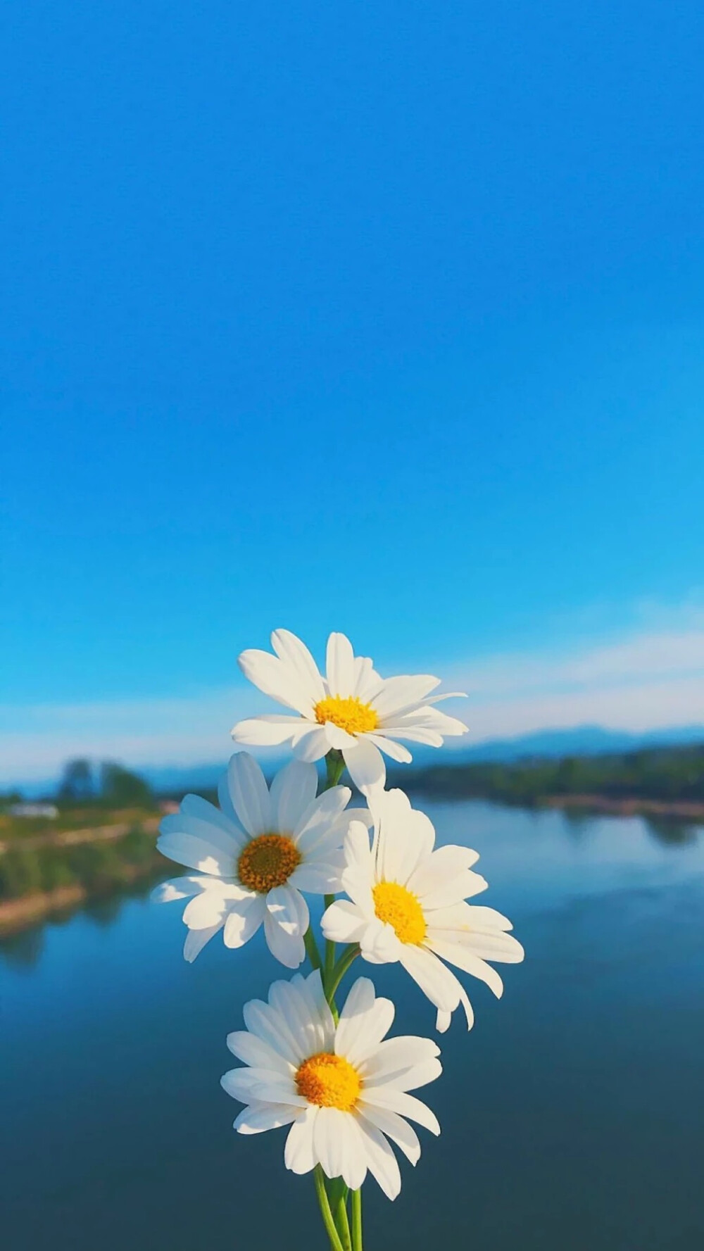 落花时节又逢君